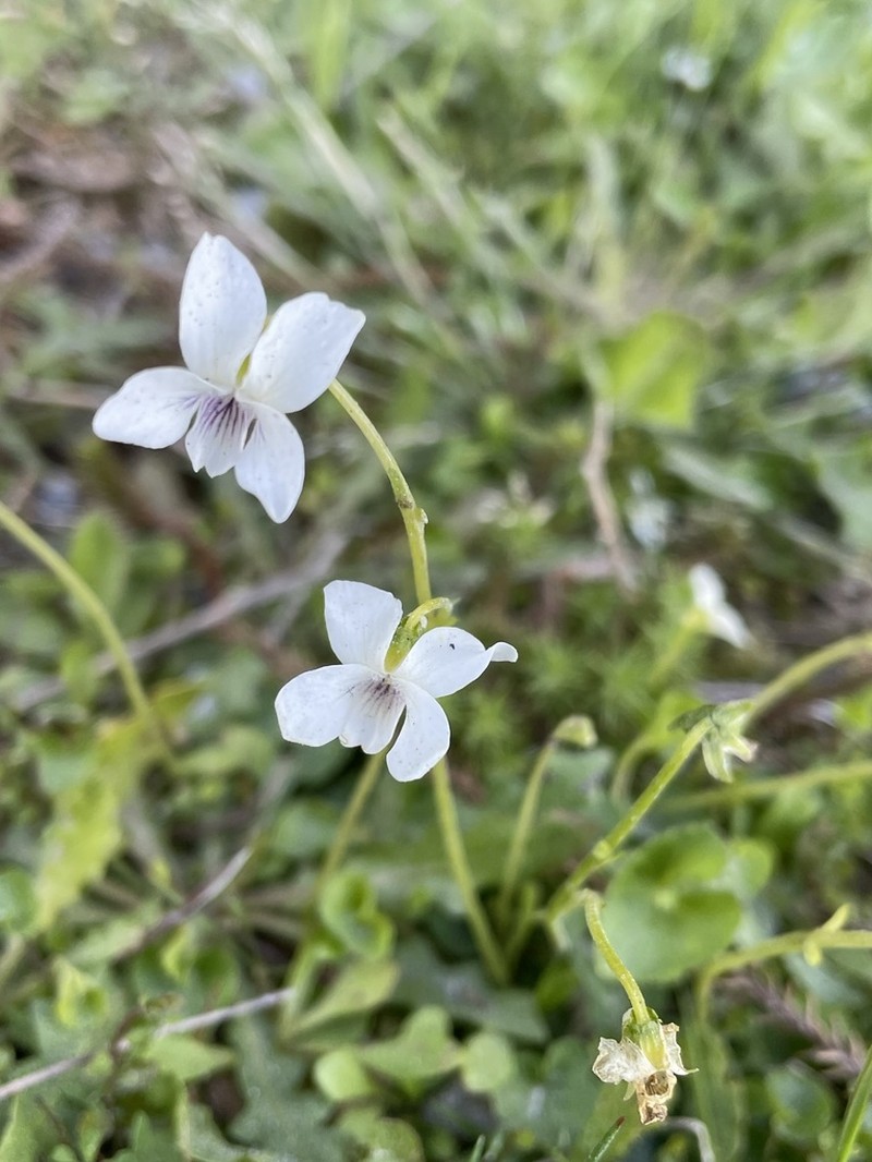 Viola lyallii photo 2