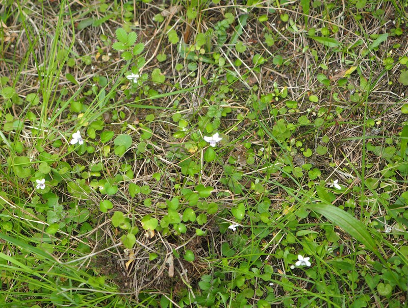 Viola lyallii photo 3