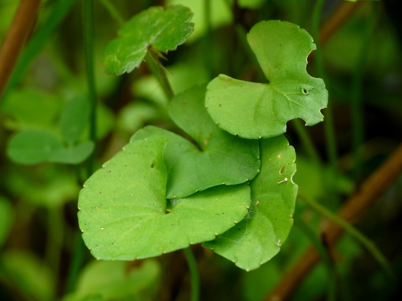 Viola lyallii photo 4