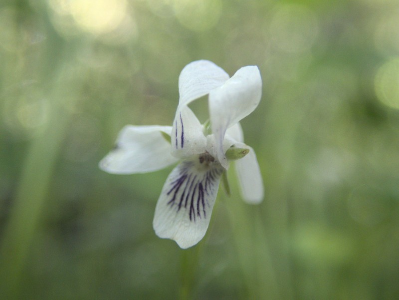 Viola lyallii photo 5