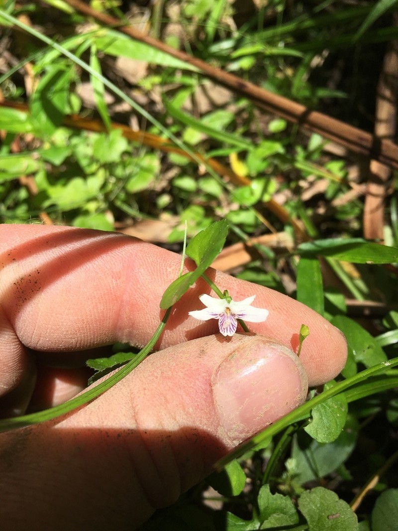 Viola lyallii photo 6