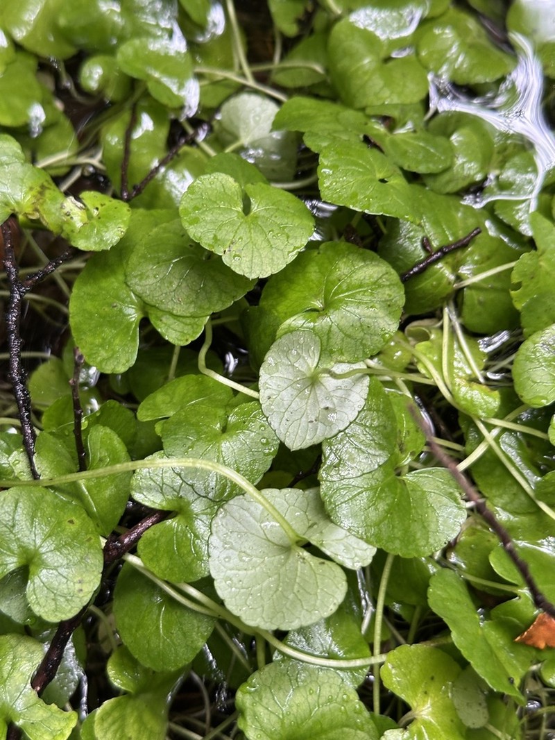 Viola lyallii photo 7