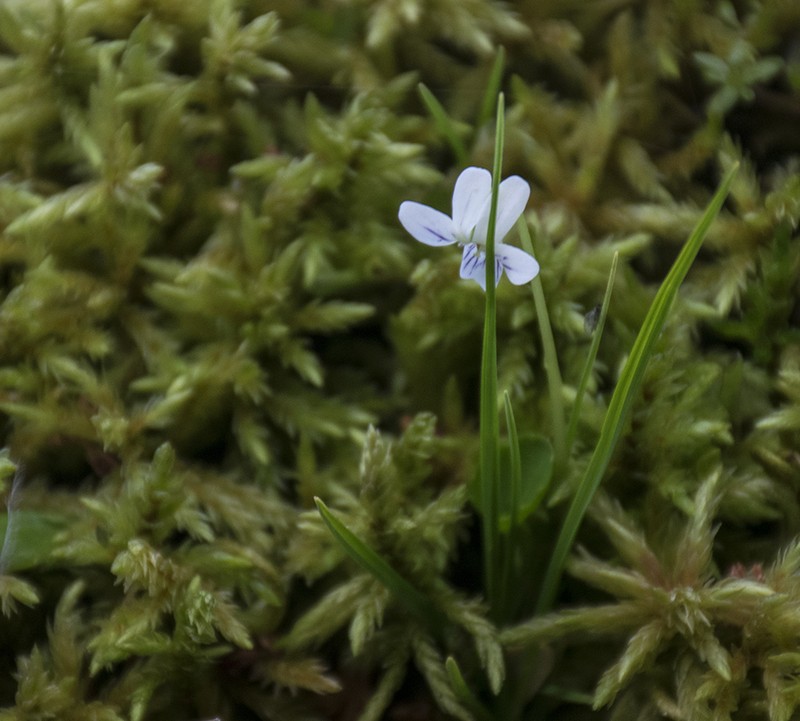 Viola lyallii photo 8