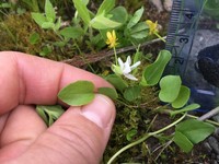 Small White Violet