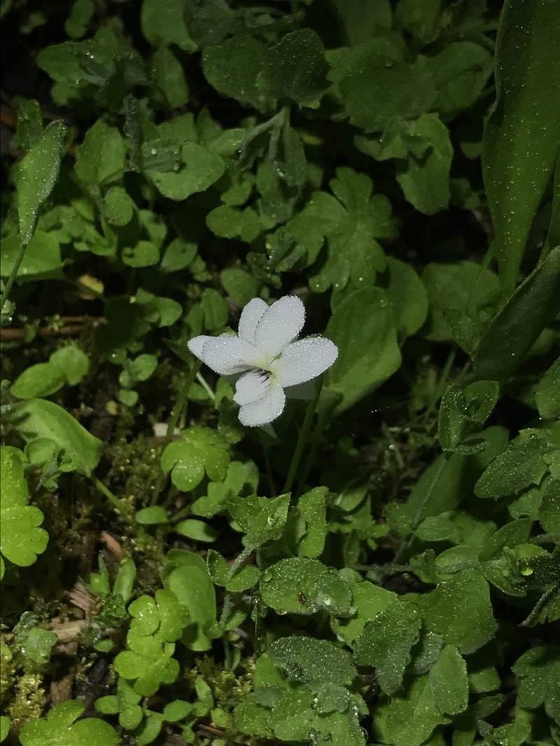 Small White Violet photo 2