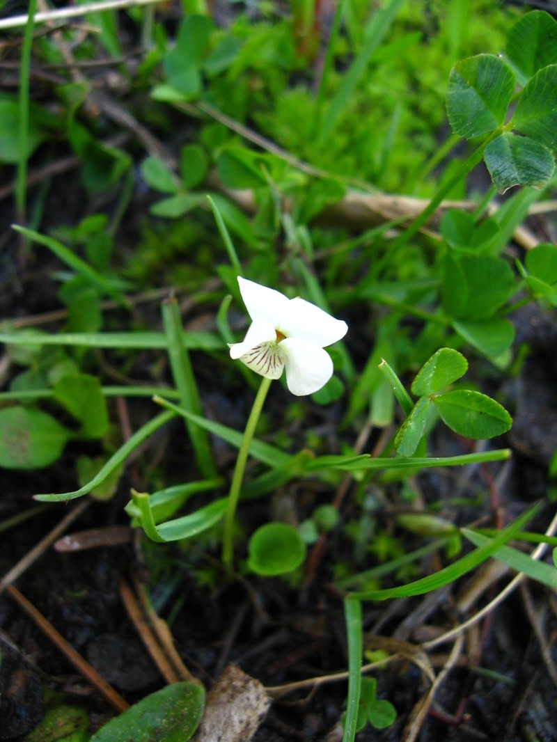 Small White Violet photo 3