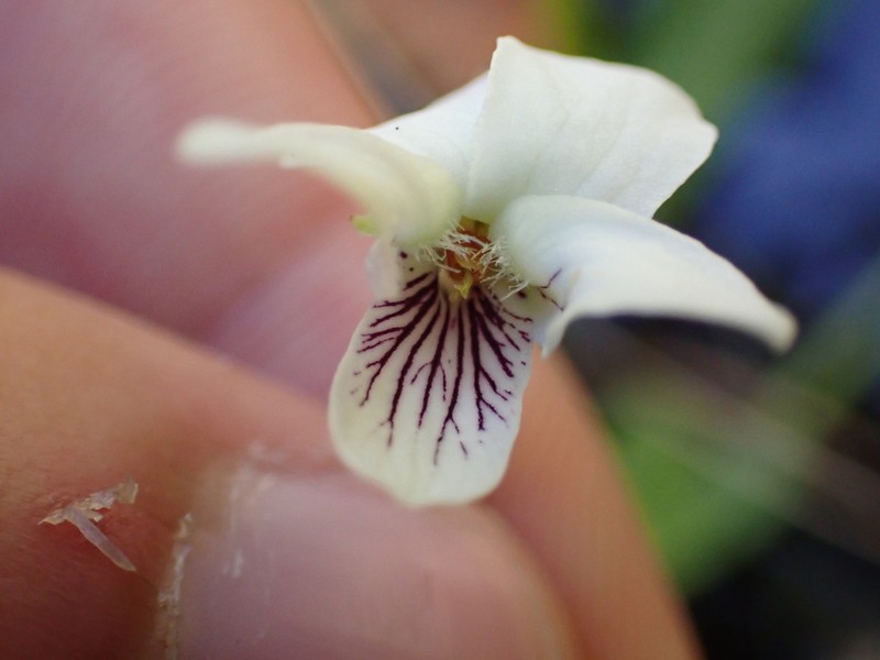 Small White Violet photo 4