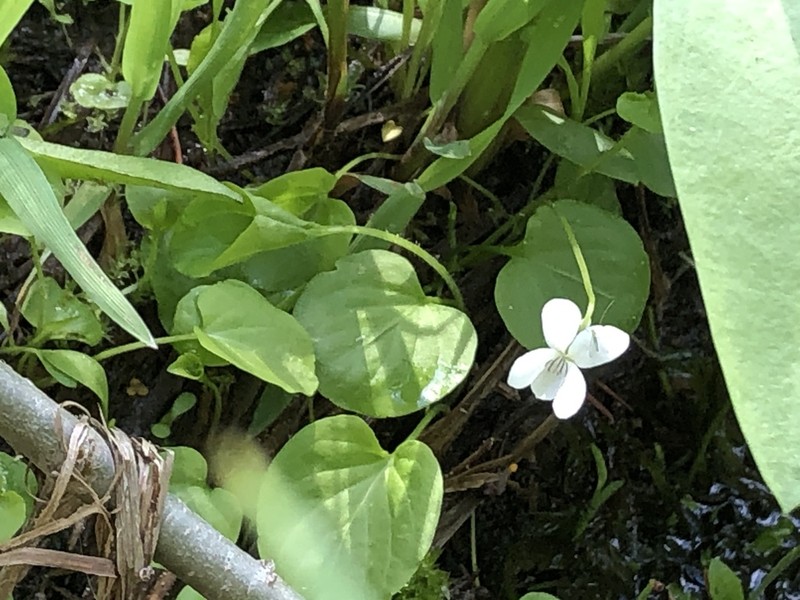 Small White Violet photo 5