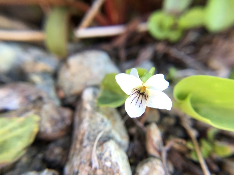 Small White Violet photo 6