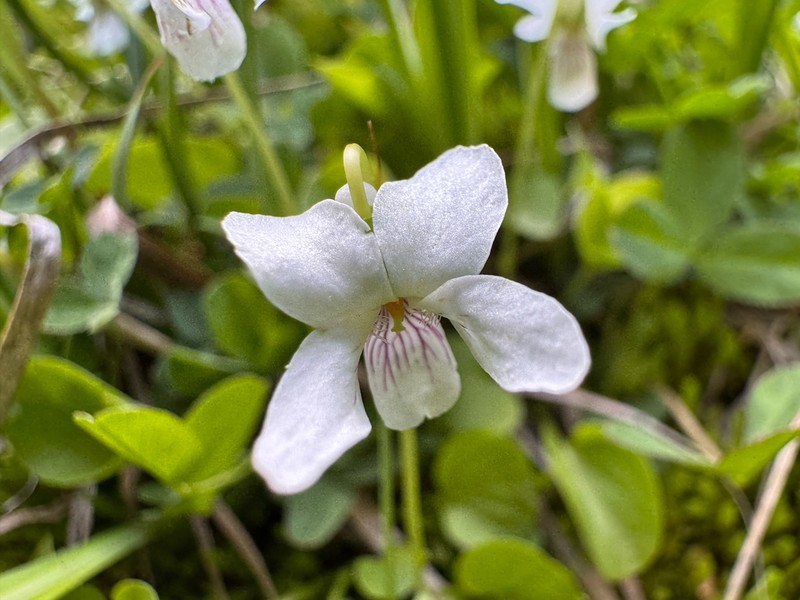 Small White Violet photo 7