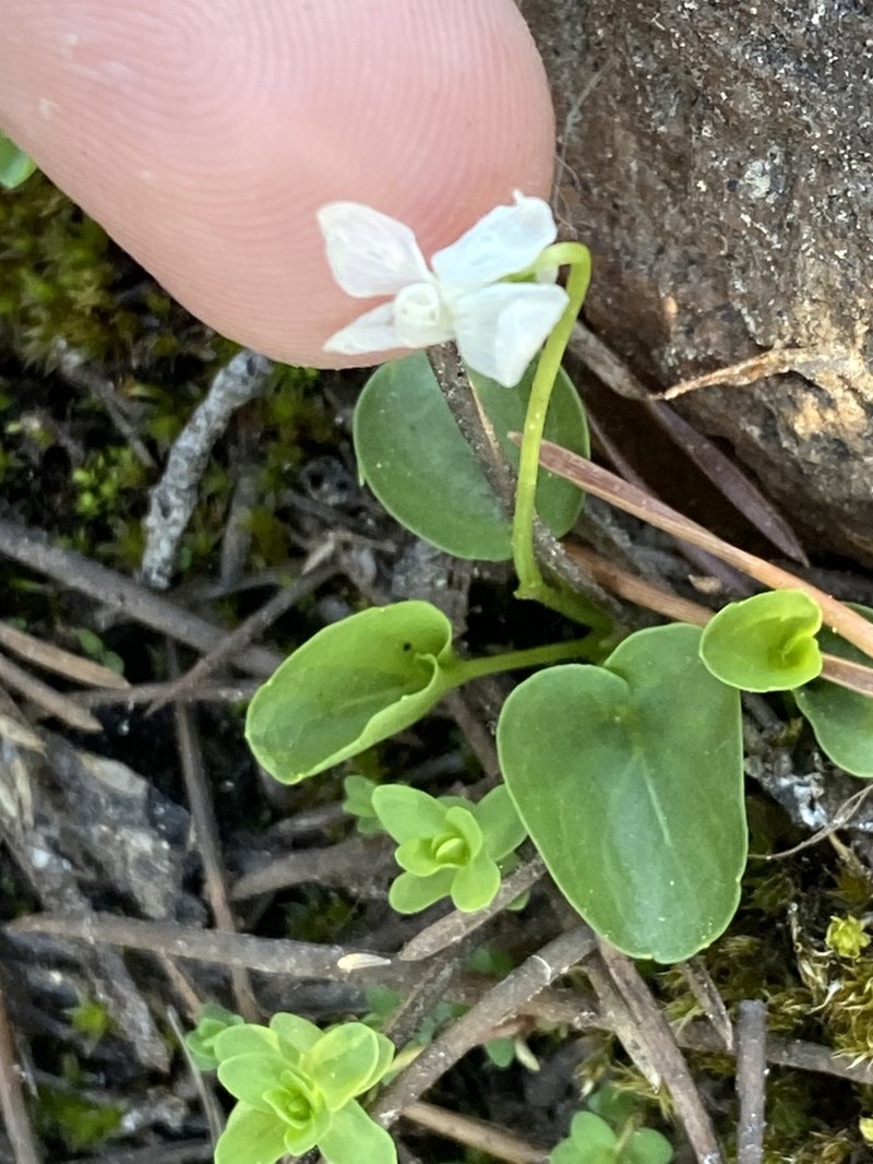 Small White Violet photo 8