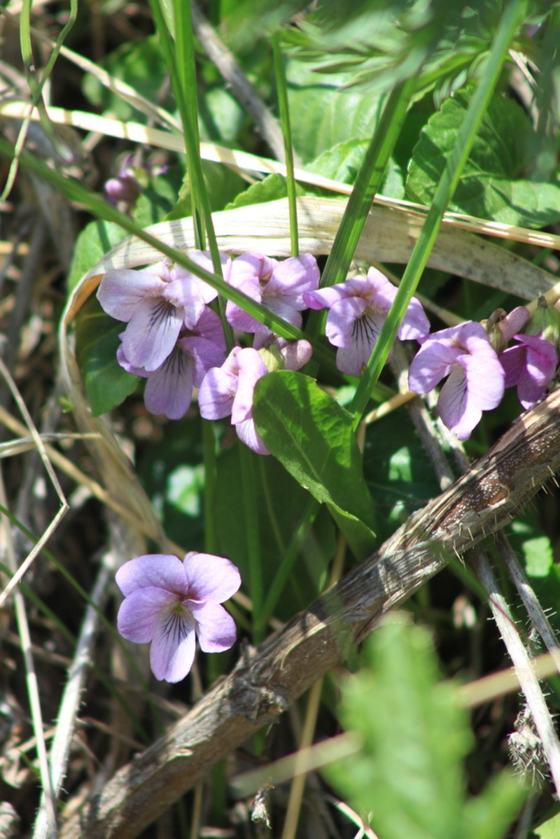 Viola macroceras