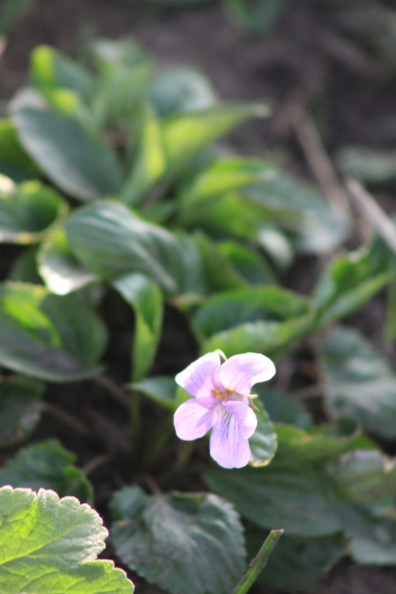 Viola macroceras photo 2