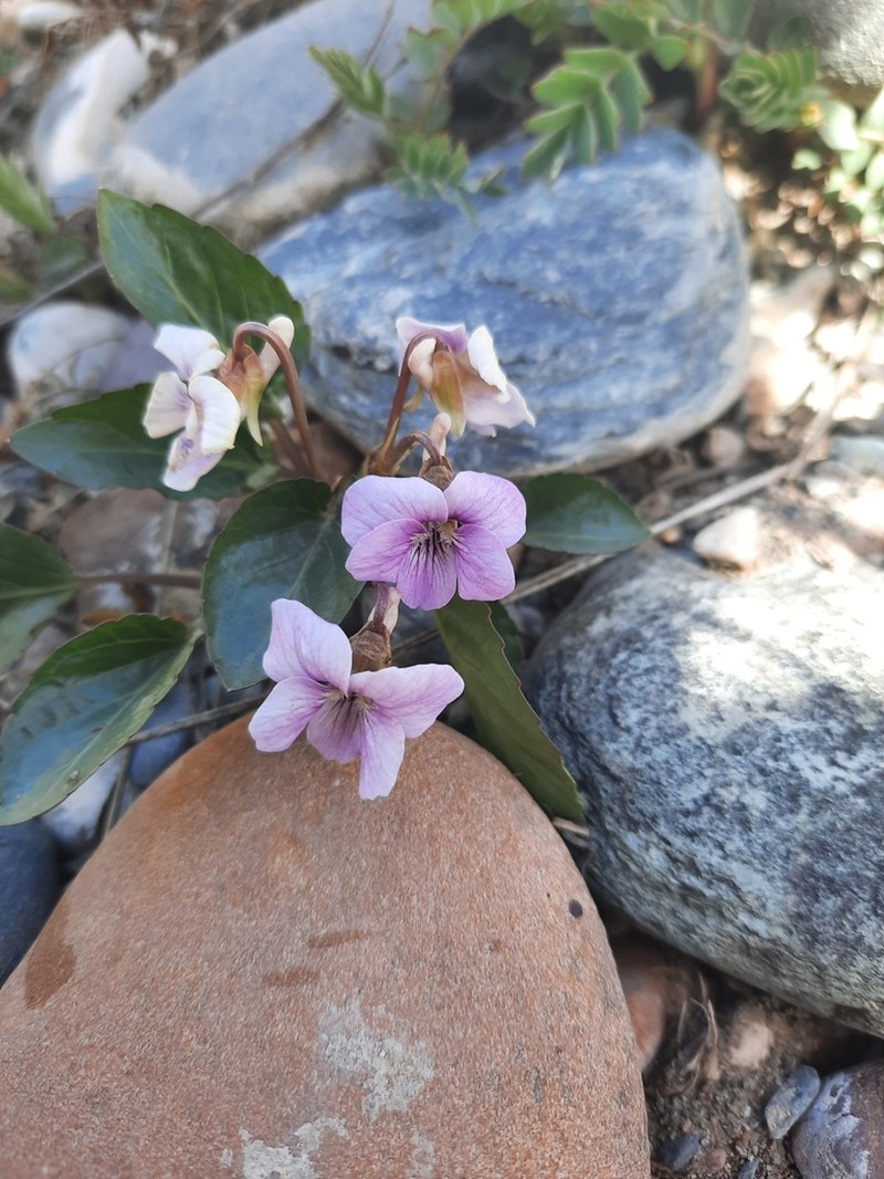 Viola macroceras photo 3