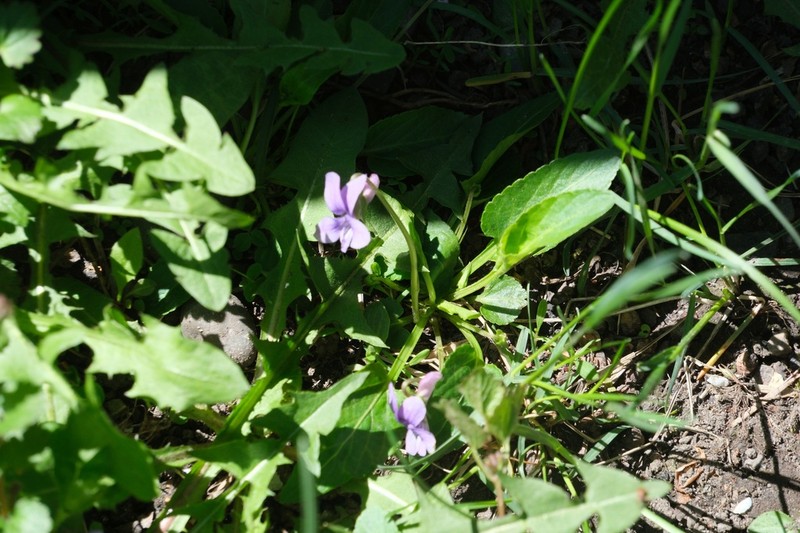 Viola macroceras photo 4