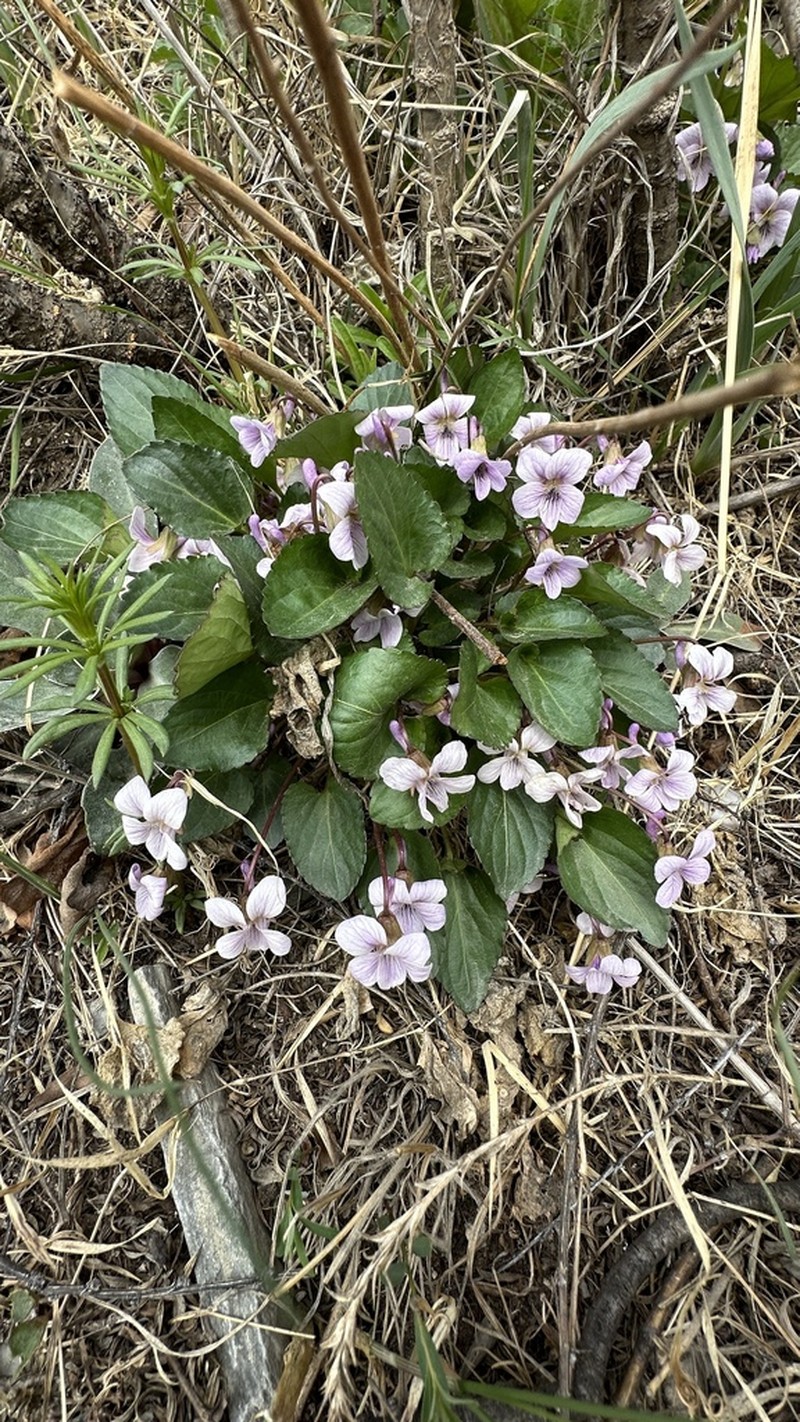 Viola macroceras photo 5