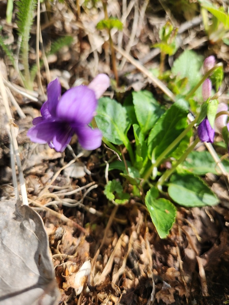 Viola macroceras photo 6