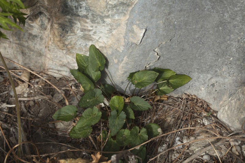 Viola macroceras photo 7