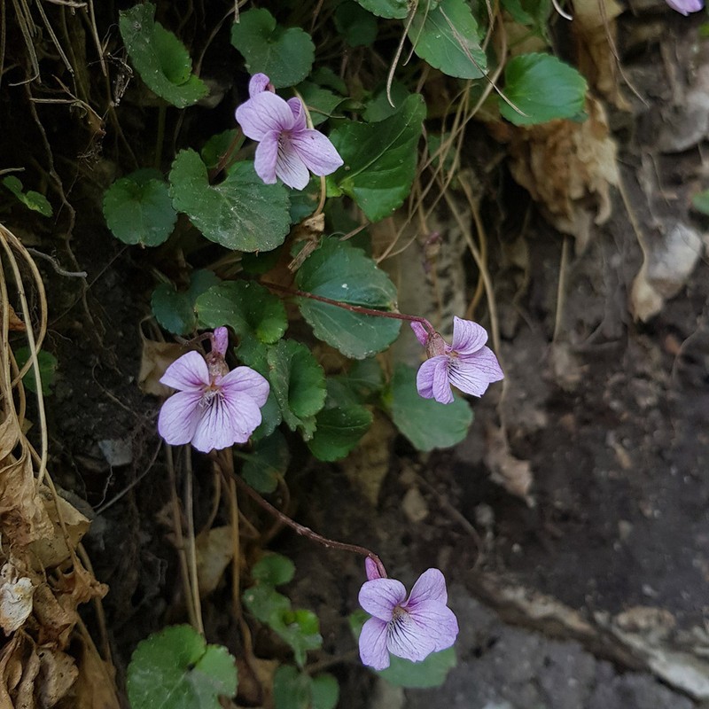 Viola macroceras photo 8