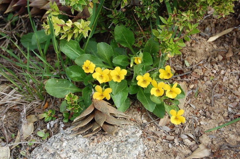Viola maculata