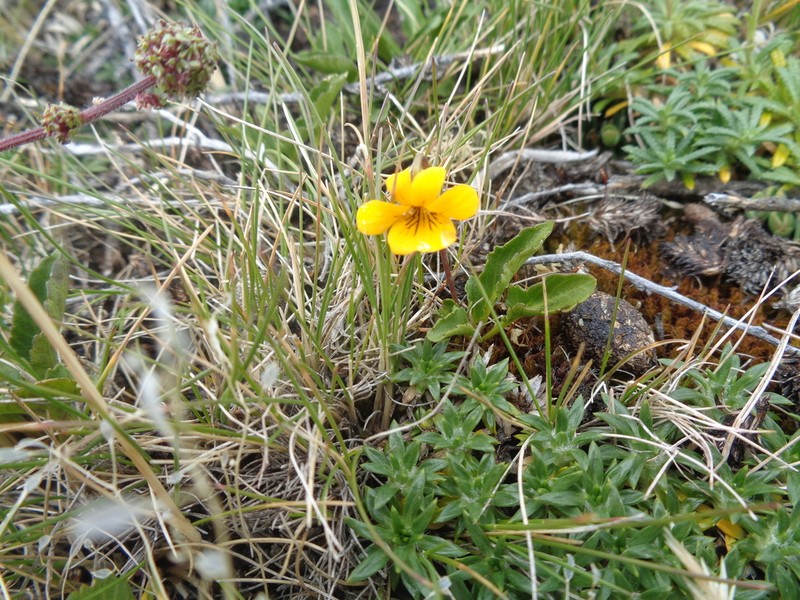 Viola maculata photo 2