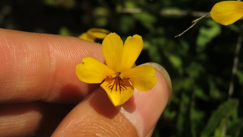 Viola maculata photo 3