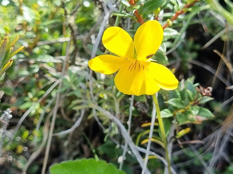 Viola maculata photo 4