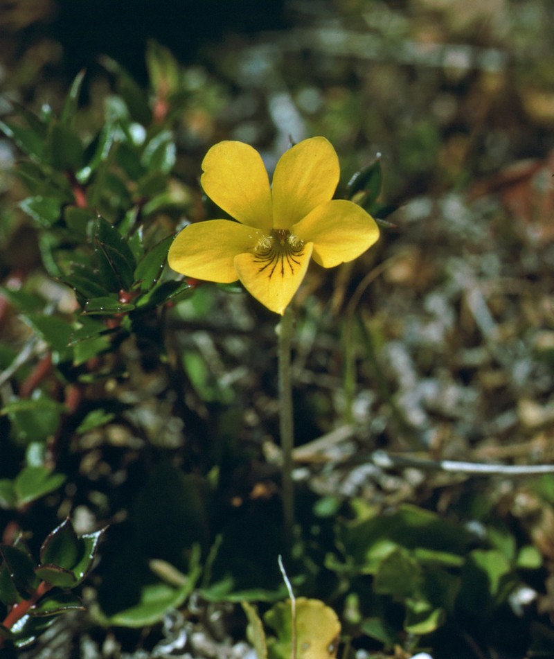 Viola maculata photo 5