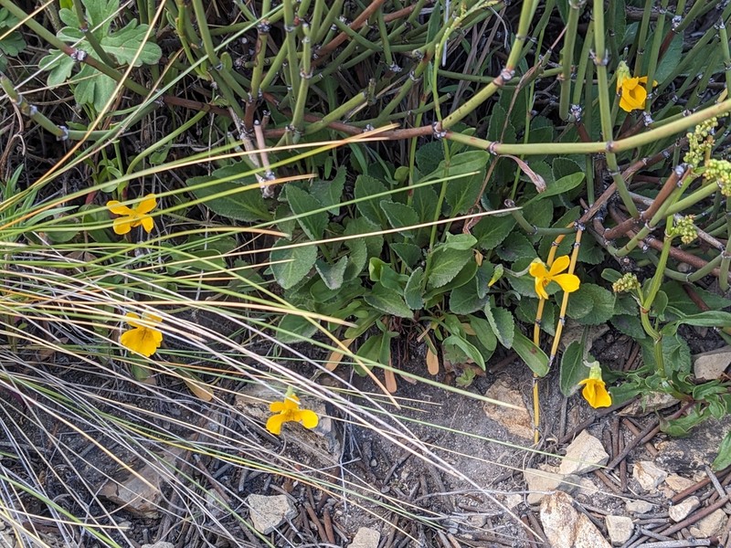 Viola maculata photo 6