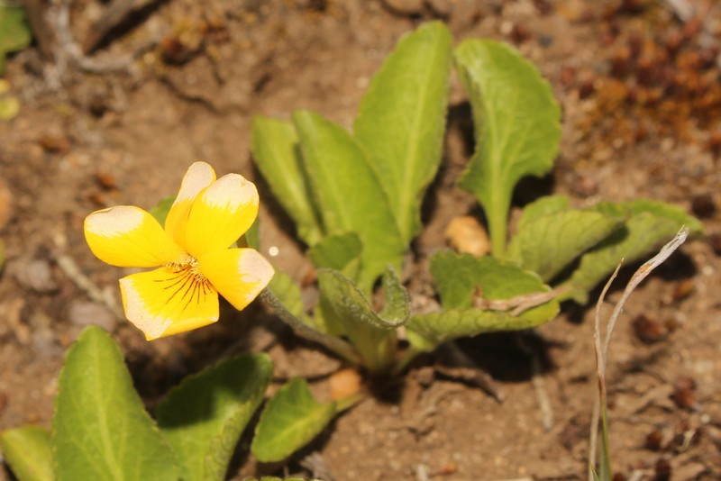 Viola maculata photo 7