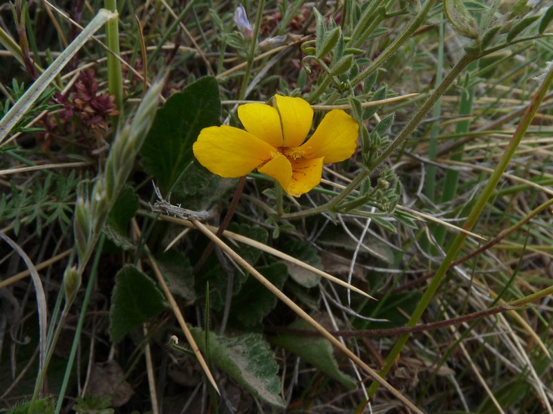 Viola maculata photo 8