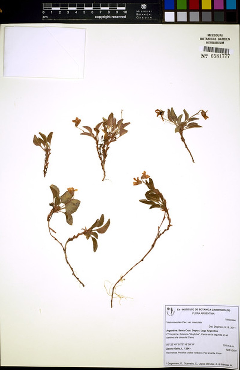 Viola maculata var. maculata