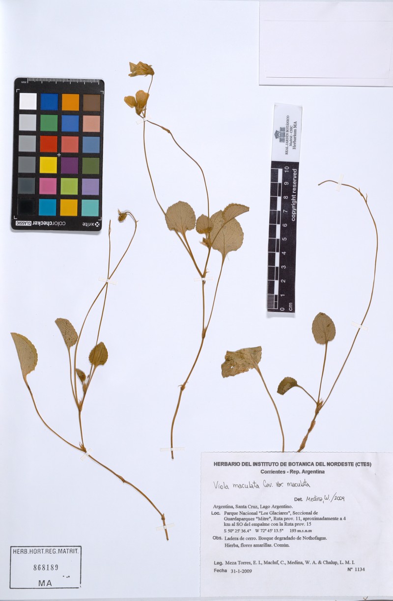 Viola maculata var. maculata photo 2