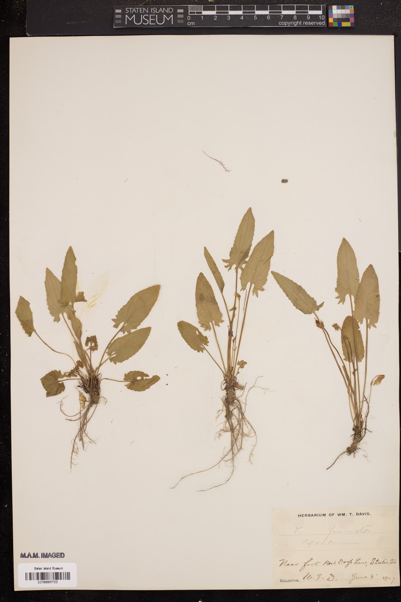 Viola maculata var. microphyllos
