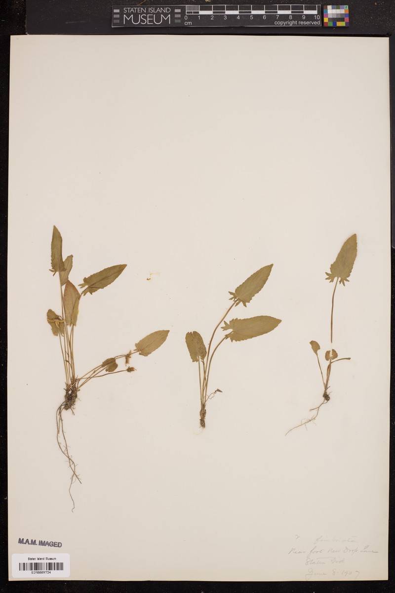Viola maculata var. microphyllos photo 2