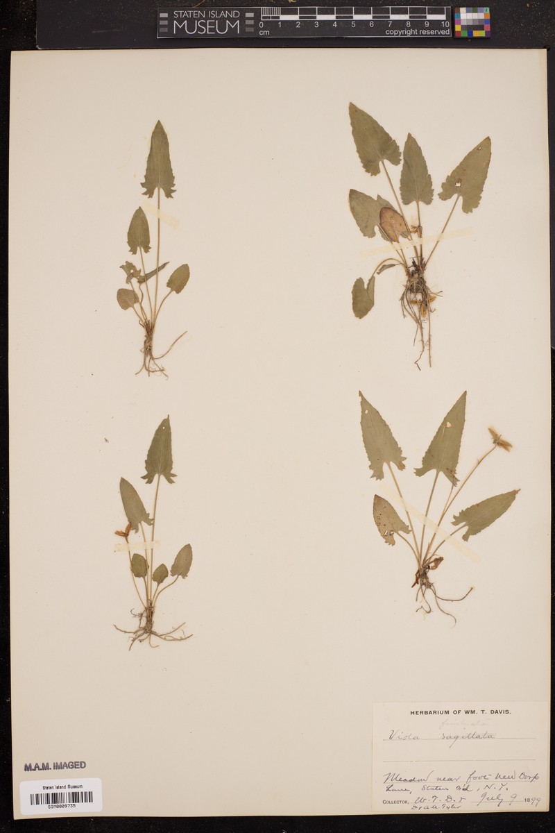 Viola maculata var. microphyllos photo 3