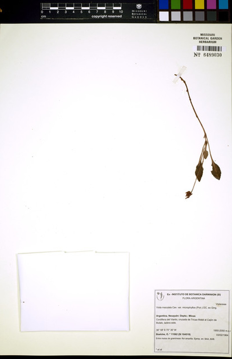 Viola maculata var. microphyllos photo 4