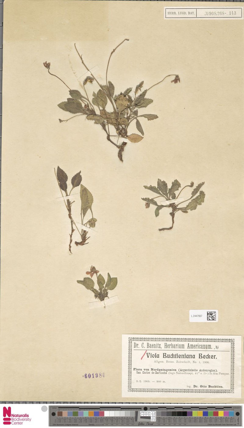 Viola maculata var. microphyllos photo 5