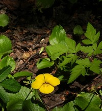 Viola magellanica