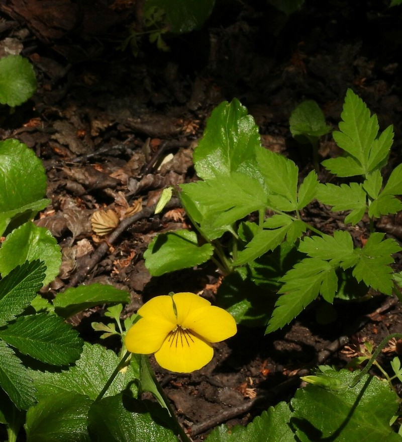 Viola magellanica