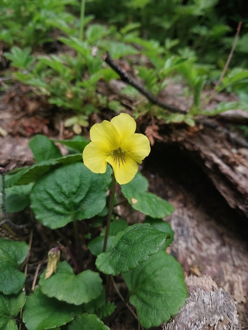 Viola magellanica photo 2