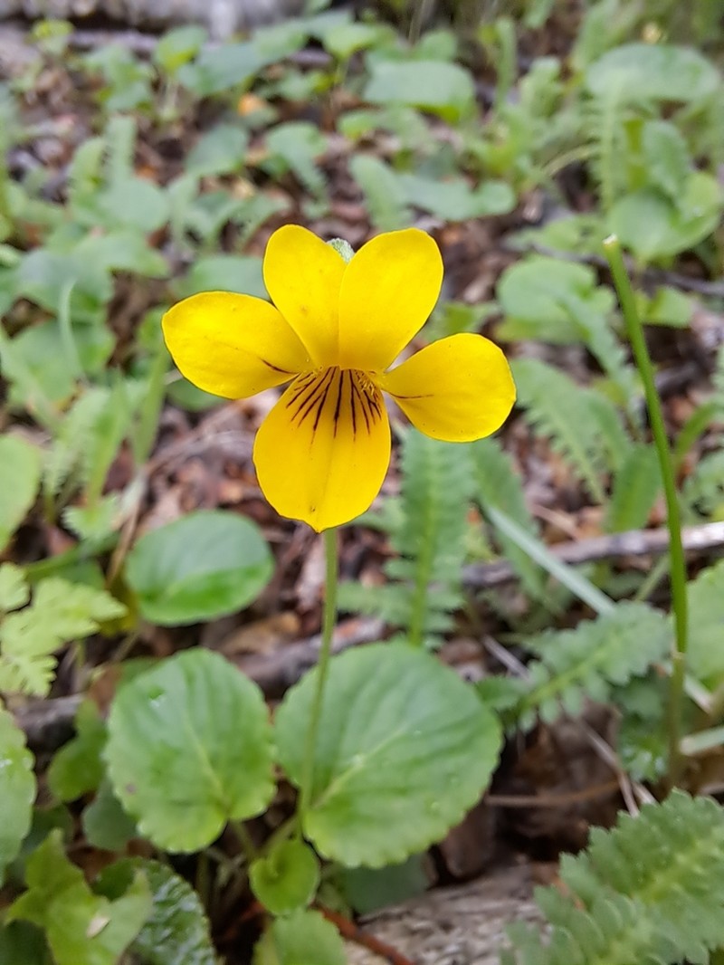 Viola magellanica photo 3