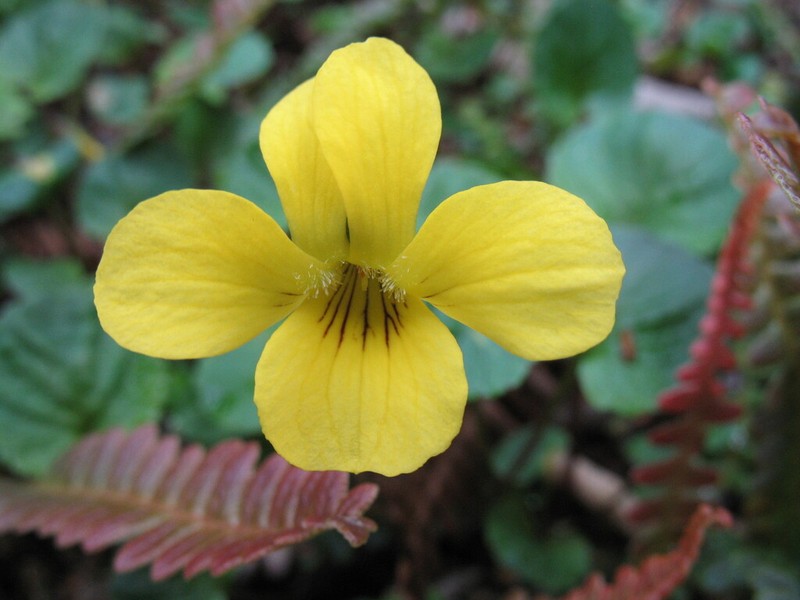 Viola magellanica photo 4