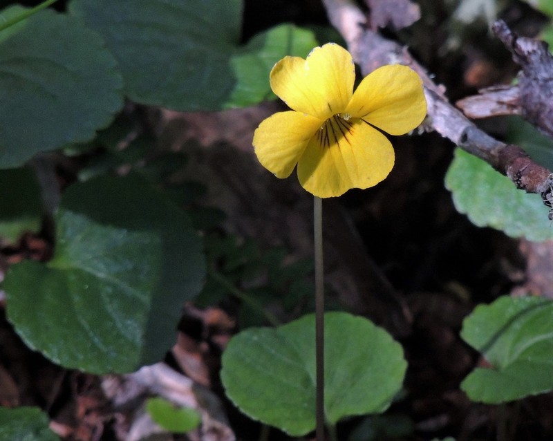 Viola magellanica photo 5
