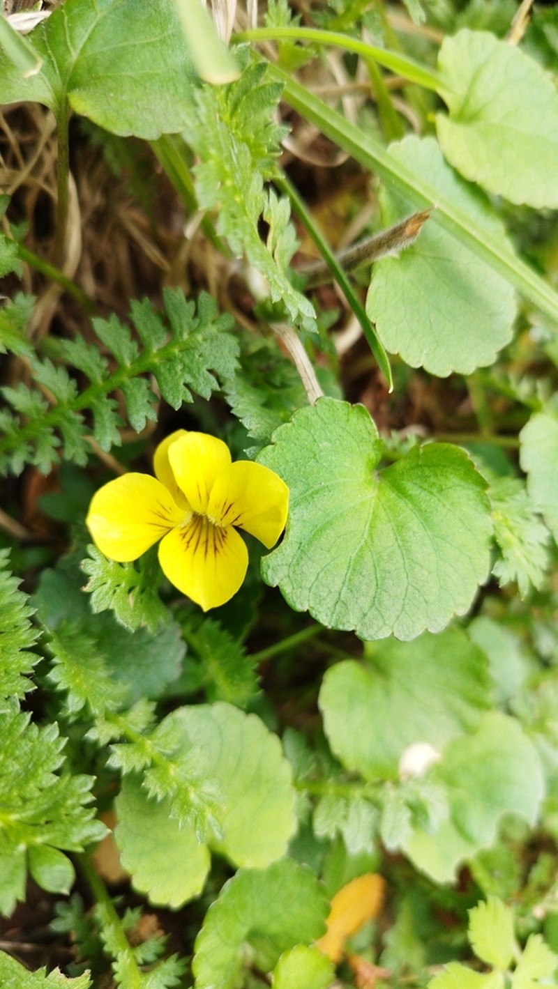 Viola magellanica photo 6