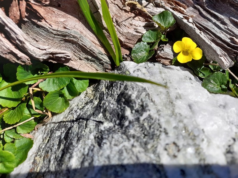 Viola magellanica photo 7