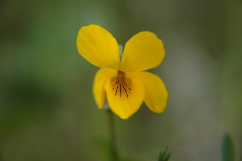 Viola magellanica photo 8