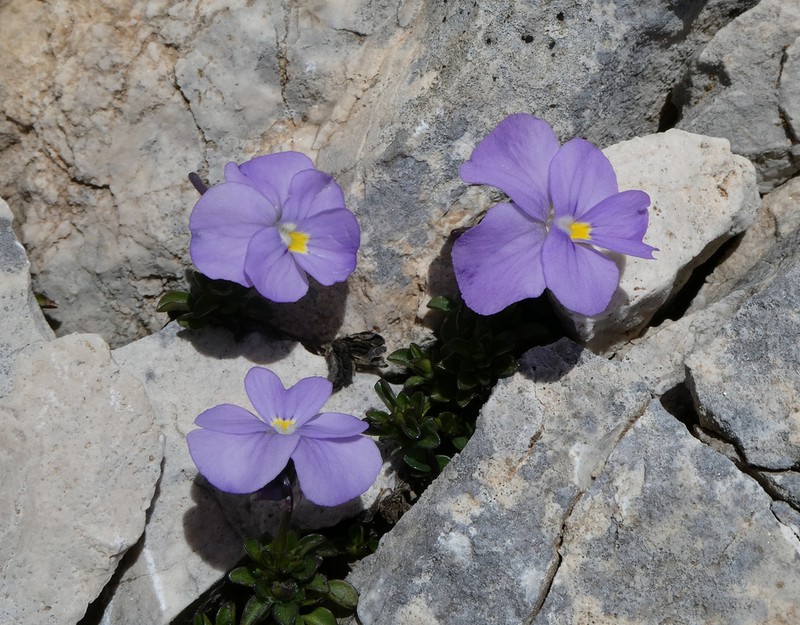 Viola magellensis