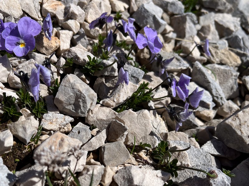 Viola magellensis photo 2