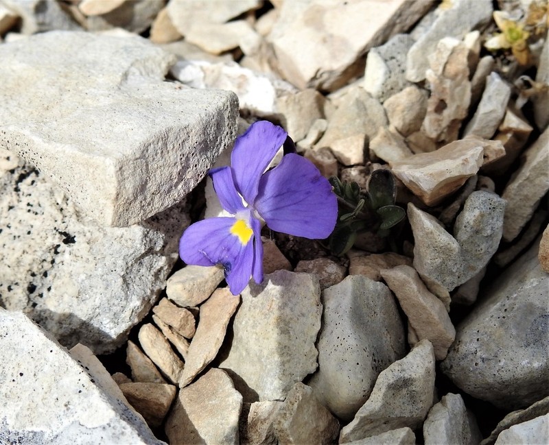 Viola magellensis photo 3